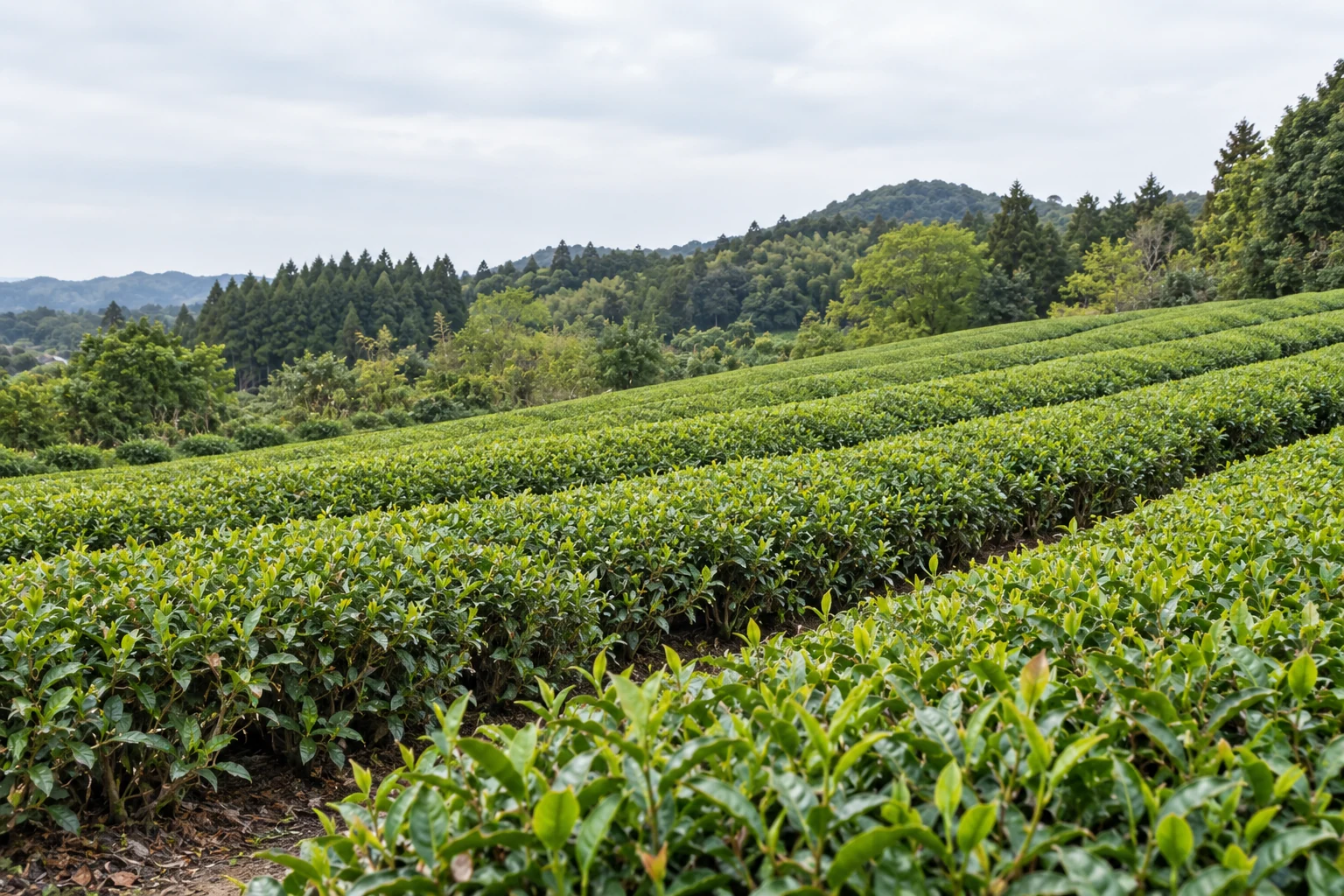 自然な昼の光に照らされた茶畑